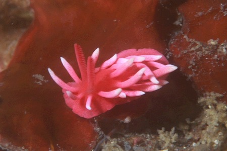 ヒロウミウシ Ocean Blueのスペシャルツアーで出会った生物達