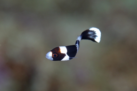 アジアコショウダイの幼魚