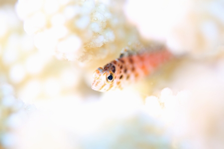 ミナミゴンベ幼魚