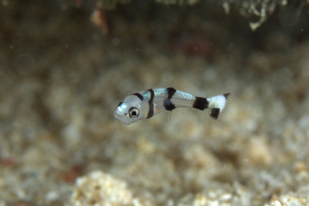 コロダイ幼魚