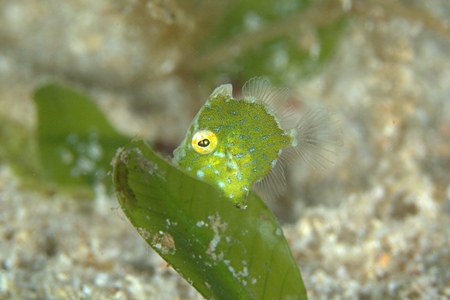 セダカカワハギ幼魚