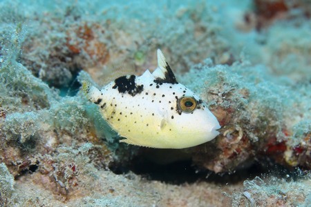 ゴマモンガラ幼魚