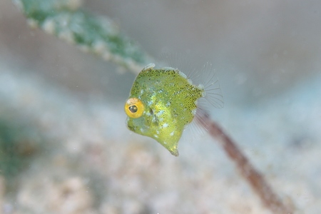 セダカカワハギ幼魚