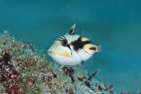 ムラサメモンガラ幼魚