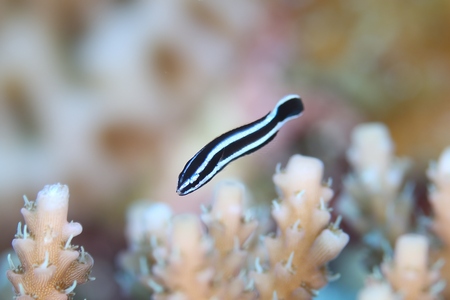 マナベベラ幼魚