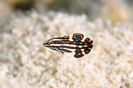 カノコベラ幼魚