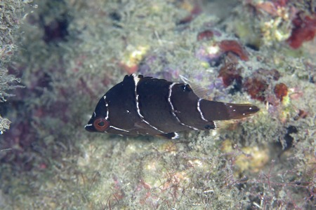 ギチベラ幼魚
