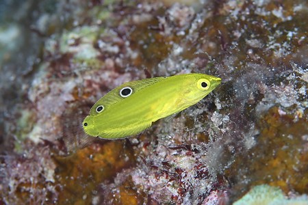 コガネキュウセン幼魚