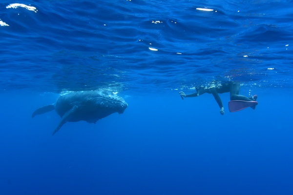 ザトウクジラ