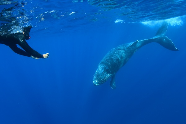 ザトウクジラ