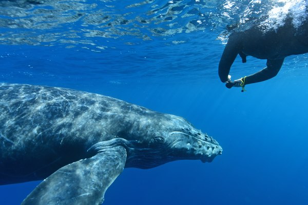 ザトウクジラ