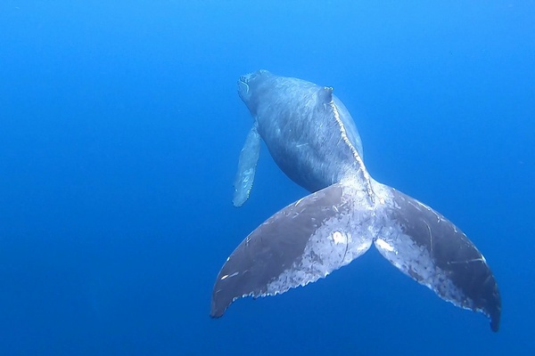 ザトウクジラ