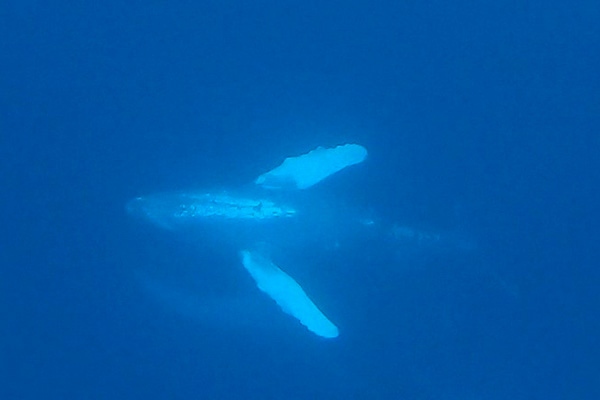 ザトウクジラ