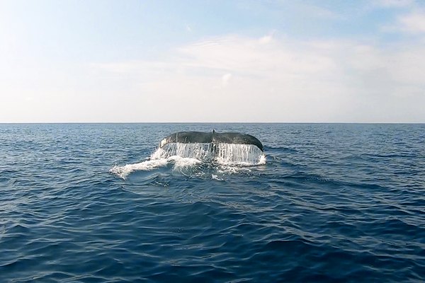 ザトウクジラ
