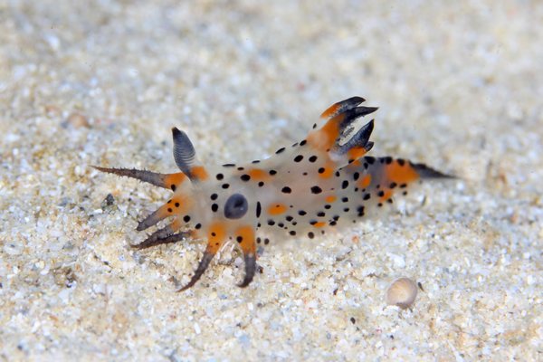 フジタウミウシ属の一種