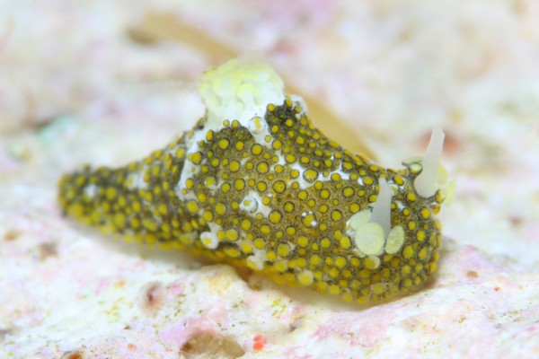 ハナサキセンヒメウミウシ