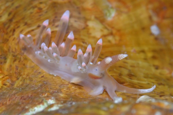 フウセンミノウミウシ