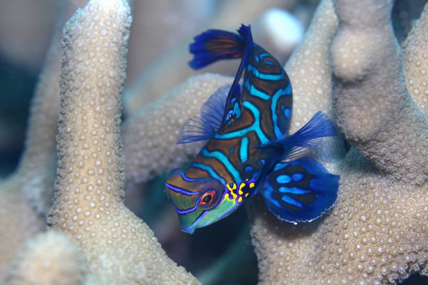 ニシキテグリ