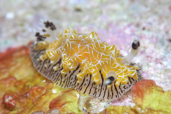 シロスジヒオドシウミウシ