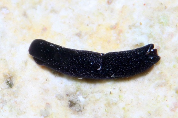 ウズマキキセワタ属の一種