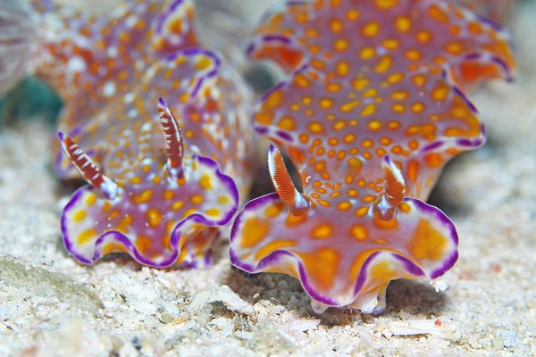 テヌウニシキウミウシ
