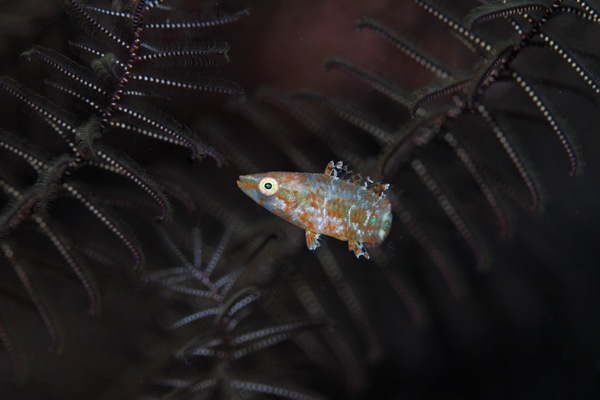 ヒトスジモチノウオ