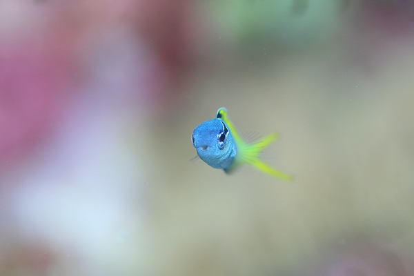 オウゴンニジギンポ