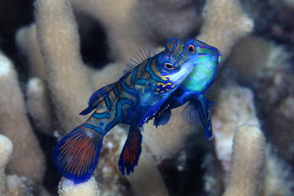 ニシキテグリ