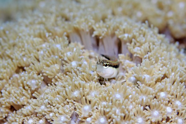 ヒトスジギンポ