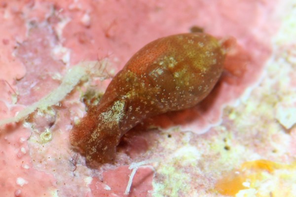 ミドリタマゴガイ