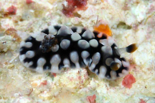 コウシンウミウシ