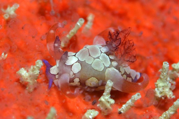 シラタマツガルウミウシ