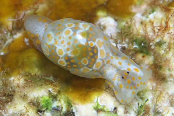 キホシミガキブドウガイ