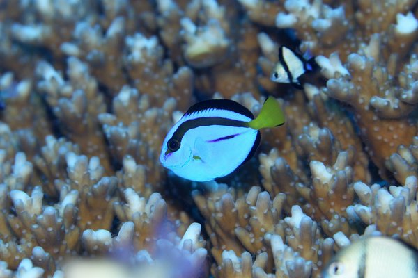 ナンヨウハギ