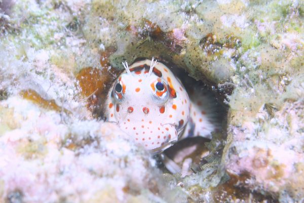 モンツキカエルウオ