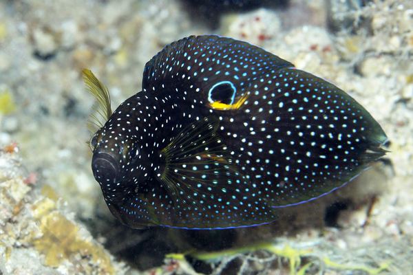 シモフリタナバタウオ