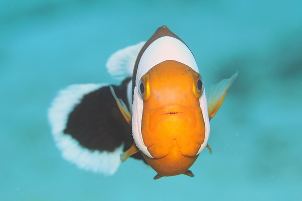 トウアカクマノミ