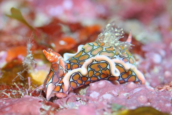 トウモンウミコチョウ