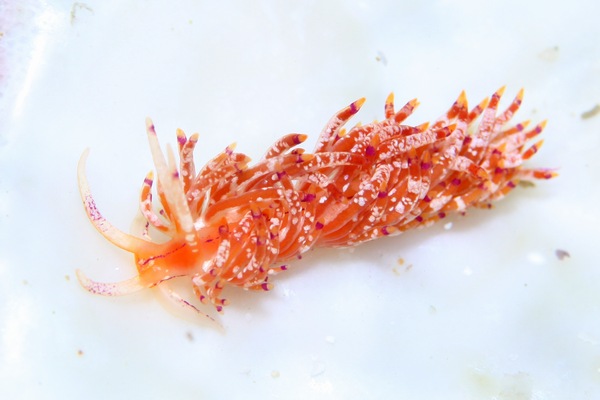 ユニデンティア・キク