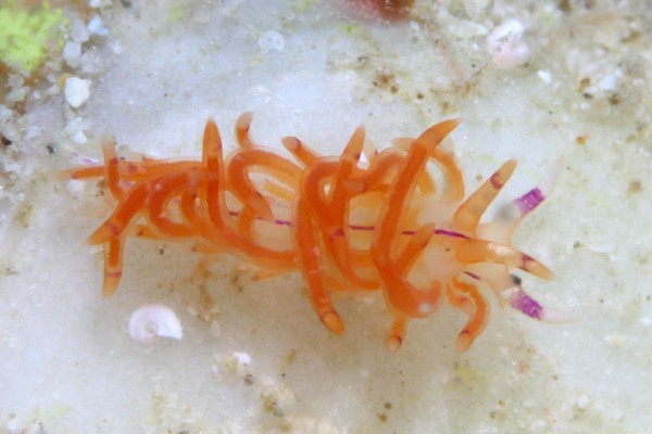 サンドラミノウミウシ