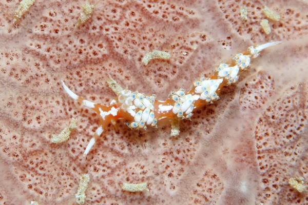 リンカミノウミウシ