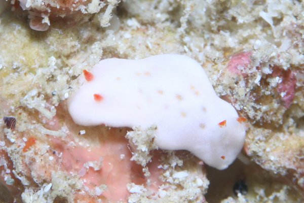 ユキウサギウミウシ