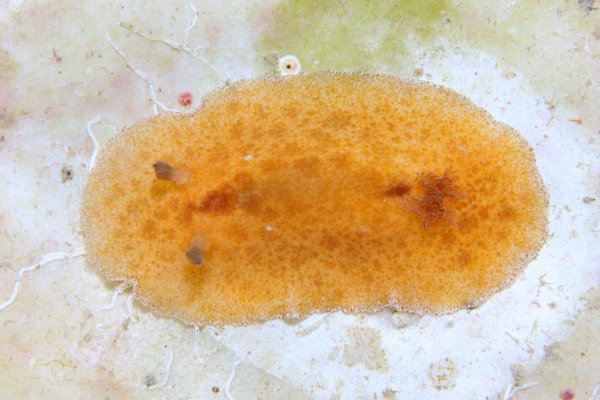 カステラウミウシ