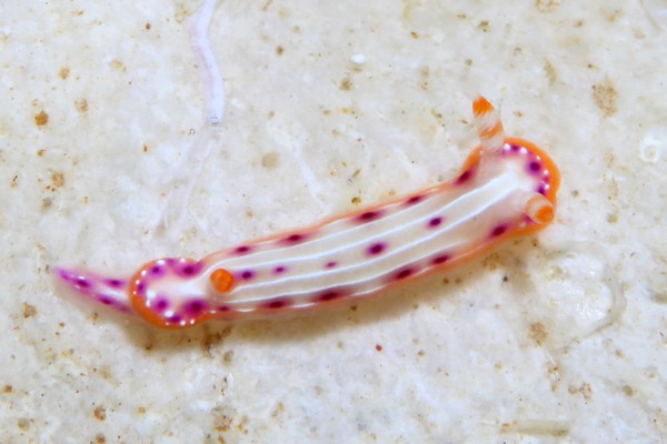 ニヨリセンテンイロウミウシ