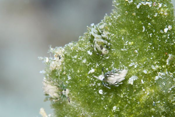 ウサギモウミウシ