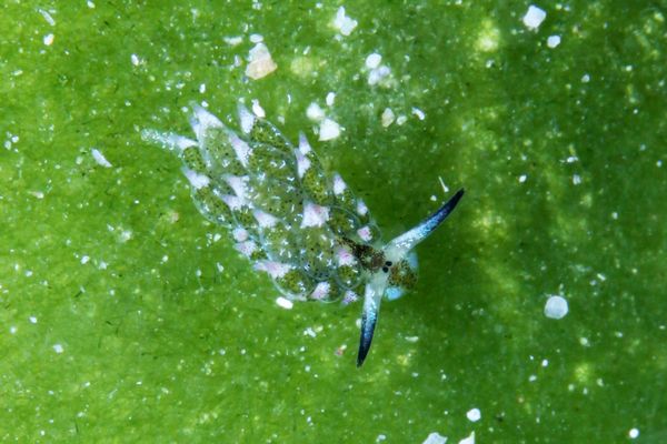 クサイロモウミウシ