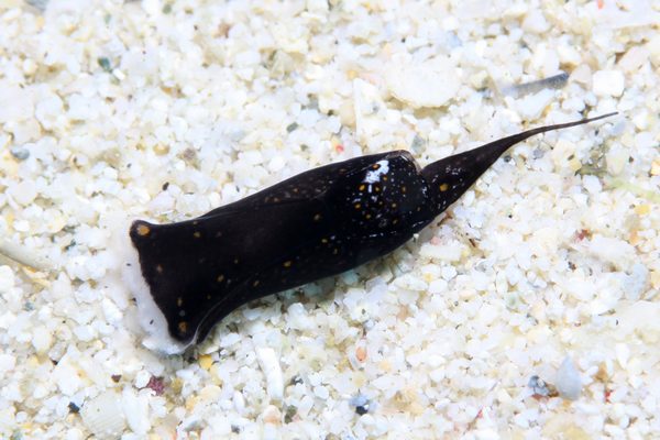 ミョウジンツバメガイ