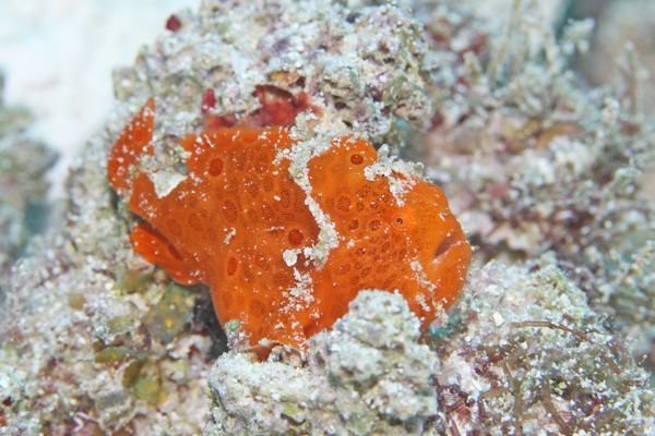 オオモンカエルアンコウ