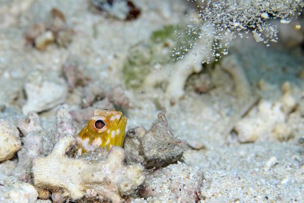 ホシカゲアゴアマダイ