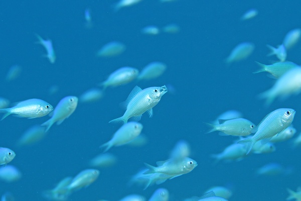 デバスズメダイ